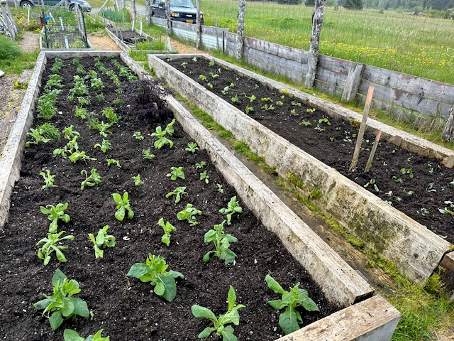 Robert and Abigail’s Community Garden plot. Robert and Abigail’s Community Garden plot.
